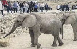  ??  ?? Besucher dürfen Bimba und Pequeña ganz nahekommen.