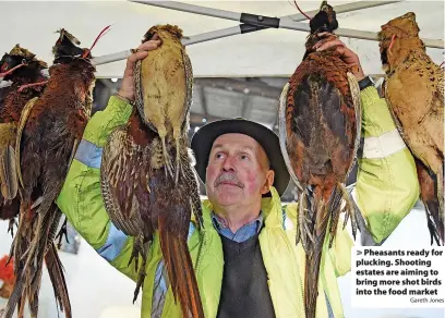  ?? Gareth Jones ?? Pheasants ready for plucking. Shooting estates are aiming to bring more shot birds into the food market