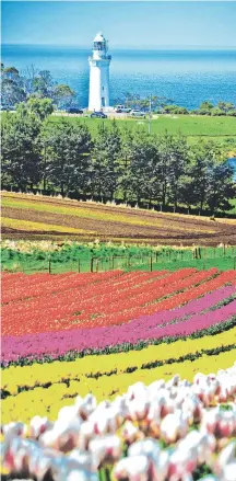  ?? ?? Table Cape with tulips in full bloom. Picture: Scott Sporleder