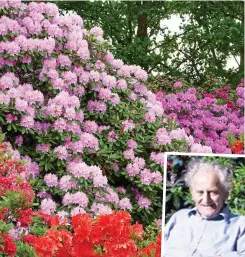  ??  ?? Garden gems: Rhododendr­ons in flower and (inset) Geoffrey Yates
