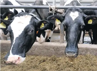  ?? YURI KADOBNOV/AFP/GETTY IMAGES ?? The Canadian dairy sector doesn’t want to compete because, with help from the country’s supply management system, it has never really had to, says Sylvain Charlebois.