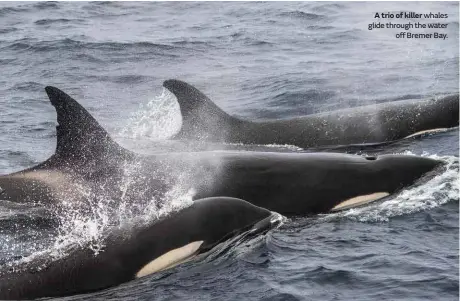  ??  ?? A trio of killer whales glide through the water off Bremer Bay.