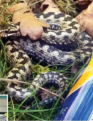  ??  ?? Venomous: The 3ft snake that struck Mr Rose in a west London park