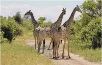  ?? (Photo G. L.) ?? Rencontre, au détour d’une piste, avec un troupeau de girafes.