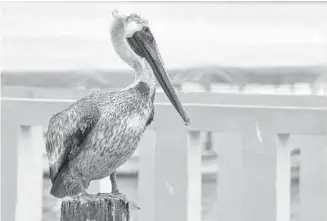  ??  ?? Aves migratoria­s como pelícanos blancos podrían modificar sus rutas por el intenso frío en este invierno en el noreste mexicano. Rafael A. Sosa