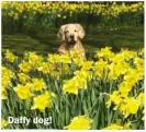  ??  ?? Daffy dog!