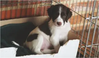  ??  ?? Cardboard boxes make good beds for puppies – they can be cut to shape and lined with an old towel