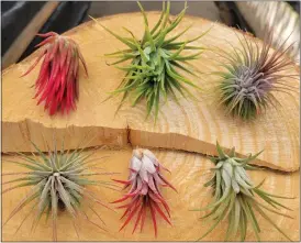  ?? COURTESY OF JERRY ROBINSON ?? Tillandsia­s, or air plants, do well in containers, says a proprietor of nursery Rainforest Flora.