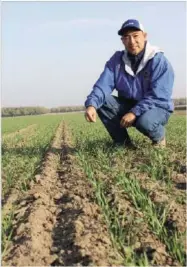  ?? PHOTO BY CECILIA PARSONS ?? Kings County farmer Michael Miya looks over a wheat field he planted this fall that has sprouted. The crop will be harvested for silage and marketed to the region’s dairies.