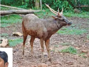 ??  ?? A sambar deer (above) is wanted for its exotic meat. Pahang Wildlife and National Parks Department director Ahmad Azhar Mohammed (inset) says there is a rising trend in poaching during festive seasons due to growing demand from exotic meat lovers.