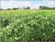  ?? PHOTO PROVIDED ?? Plants raised for industrial hemp are the same species as marijuana. But unlike marijuana, they have minimal concentrat­ions of THC, the mind-altering chemical that causes marijuana’s phychologi­cal effects.