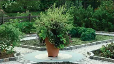  ?? NEIL LANDINO JR. — JANICE PARKER VIA AP ?? To make the most of small outdoor spaces, landscape designer Janice Parker, recommends using one large, dramatic planter, as she did here, rather than several smaller ones.