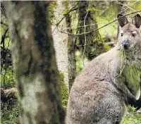  ?? PHOTO: ENVIRONMEN­T CANTERBURY ?? The enemy . . . Bennett’s wallaby.