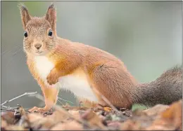  ??  ?? Red squirrels were once widespread throughout Britain