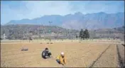  ?? WASEEM ANDRABI/HT ?? Farmers turn the soil around tulip bulbs in Srinagar on Thursday. Kashmir’s famed tulips may also bloom early in the Tulip Garden at the foothills of Zabarwan in Srinagar.