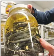  ?? (AP/Mike Householde­r) ?? Greg Schneider, research museum collection­s manager for the University of Michigan Museum of Zoology’s division of reptiles and amphibians, points to the label on a jar containing snake specimens (top photo) Oct. 18 in Ann Arbor, Mich. (Middle photo) Schneider holds a jar containing salamander specimens. (Above photo) Schneider holds a jar containing snake specimens.