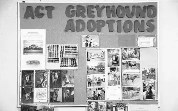  ?? RICARDO RAMIREZ BUXEDA/ORLANDO SENTINEL FILE ?? Adoption Care Transporta­tion Greyhounds board at the Sanford-Orlando Kennel Club.