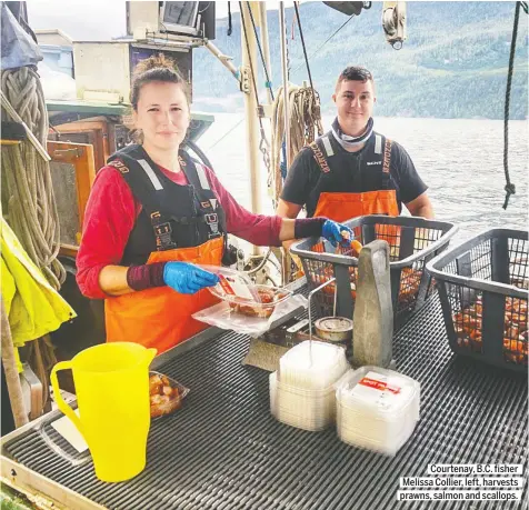  ?? SKIPPER OTTO ?? Courtenay, B.C. fisher Melissa Collier, left, harvests prawns, salmon and scallops.