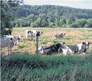  ??  ?? These ladies seemed ready for their close-up. Philip Capstick came across these Holstein cows resting, or maybe forecastin­g, along the Gaspereau River in Nova Scotia.