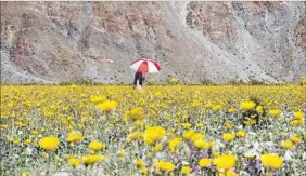  ?? Eugene Garcia European Pressphoto Agency ?? THE SUPERBLOOM at Anza-Borrego, seen in mid-March, is its best in 20 years.