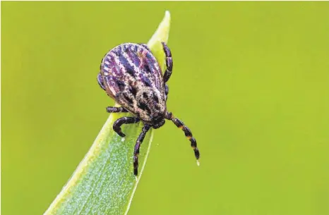  ?? FOTO: PATRICK PLEUL/DPA ?? Der größte Freund der Auwaldzeck­e ist der Klimawande­l: Sie sucht schon bei Temperatur­en um die vier Grad nach Wirten.