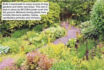  ??  ?? Build a boardwalk to enjoy access to bog gardens and other wet areas. This one is kept in place by 6ft (1.8m) posts sunk into the ground. Moisture-loving plants here include Darmera peltata, hostas, candelabra primulas and mimulus