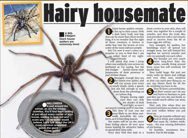  ??  ?? A BIG FRIGHT: Giant house spiders are extremely timid
HALLOWEEN is just around the corner, as are the creepy crawlies. You’ll find them lurking at just about every corner of your house, waiting to leap out and scare you – or so some would believe. Let’s talk about the UK’s most common unwanted guest, the giant house spider.