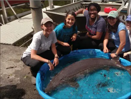  ?? THOMAS E. BROOKING - CORNELL UNIVERSITY BIOLOGICAL FIELD STATION ?? Research interns from Cornell University’s Biological Field Station at Shackleton Point pose with a 139-pound lake sturgeon caught and released in Oneida Lake on June 19, 2019.