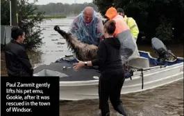  ??  ?? Paul Zammit gently lifts his pet emu, Gookie, after it was rescued in the town of Windsor.