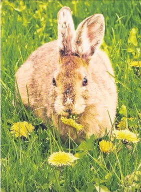  ??  ?? Kim Hill Chornaby came across this little fella snacking on dandelions on her lawn in Geary, N.B.