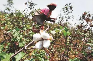  ?? AP ?? A woman works in a cotton field near Pandarkawh­da, India. Farmers say they prefer Monsanto’s herbicide-tolerant Roundup Ready Flex (RRF) strain of cotton seeds.