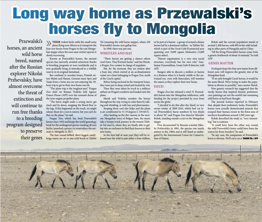  ??  ?? Four Wild Przewalski horses are seen in the Takhin Tal reserve in southwest Mongolia.