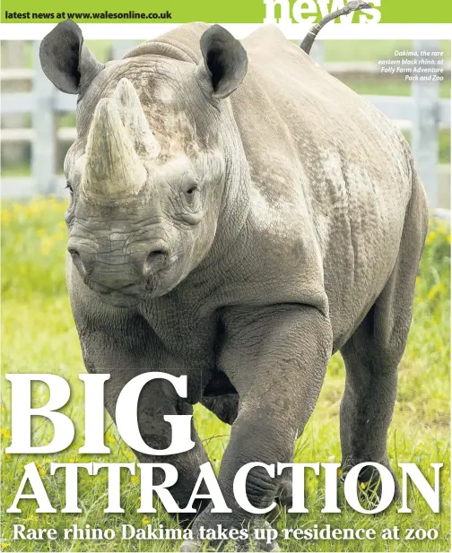  ??  ?? Dakima, the rare eastern black rhino, at Folly Farm Adventure Park and Zoo