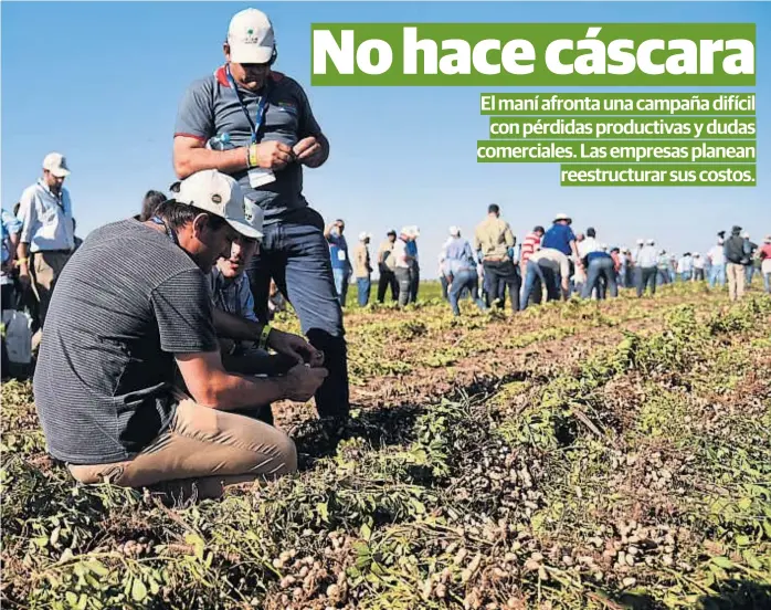  ?? (PRENSA CIRCUITO DEL MANÍ) ?? Evaluación. Productore­s observan la condición del maní arrancado en un lote en General Deheza, durante la realizació­n del Octavo Circuito del Maní.