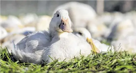  ?? BILD: SN/EIERMACHER ?? Die Rasse Pekingente wurde für die Zucht ausgewählt, weil sie sehr leicht zu halten ist.