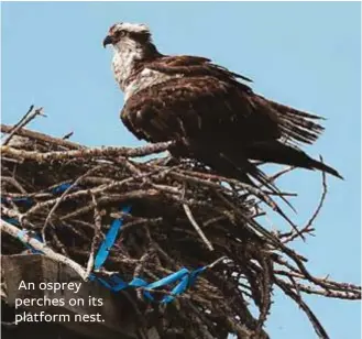  ??  ?? An osprey perches on its platform nest.