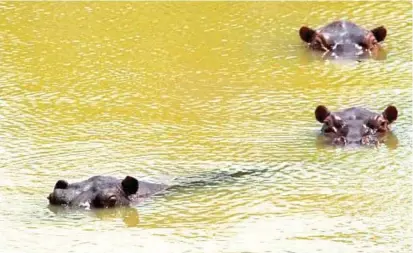  ?? FOTO ?? Los herbívoros introducid­os permiten que el mundo sea más similar al pasado, dice el estudio. Un tema que se suma al debate sobre los hipopótamo­s de Nápoles.