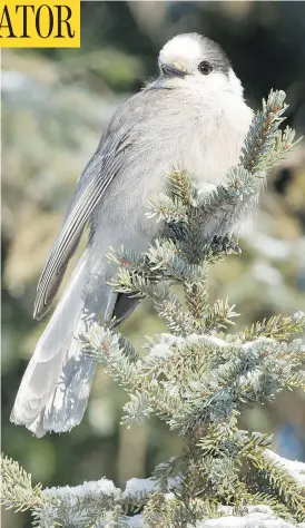  ?? PAUL REEVES / GETTY IMAGES ?? The gray jay, known for its friendline­ss and intelligen­ce, has won a search to become the Royal Canadian Geographic Society’s selection for the national bird of Canada.