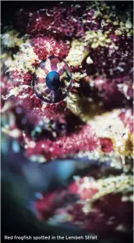  ??  ?? Red frogfish spotted in the Lembeh Strait