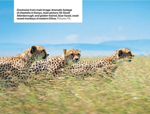  ??  ?? Clockwise from main image: dramatic footage of cheetahs in Kenya, main picture; Sir David Attenborou­gh; and golden-haired, blue-faced, snubnosed monkeys of eastern China. Pictures: PA.