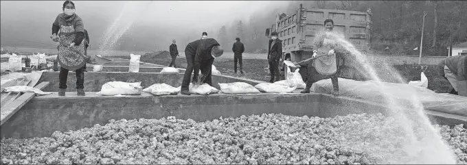  ?? LIU CHAN / XINHUA ?? Workers in Chongqing spread salt on vegetables used to make zhacai. The popular product is considered a good accompanim­ent to instant noodles.