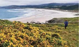  ?? Doug Hansen / TNS ?? The hiking trail runs along deserted beaches and hillsides covered with brilliant yellow gorse flowers.