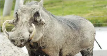  ??  ?? Warthogs often avoid fighting predators by running away or hiding in a burrow.