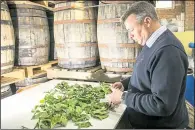  ?? Pictures: Matthew Walker Photograph­y ?? Matthew Russell inspects the drying fig leaves. Below, Janet, one of the distillery’s stills, gets to work