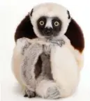  ?? JOEL SARTORE/Special to The Okanagan Weekend ?? This snap of a Coquerel’s sifaka lemur from Madagascar is one of the pieces in the National Geographic Photo Ark exhibition on from today to Sept. 3 at Liquidity Winery in Okanagan Falls.