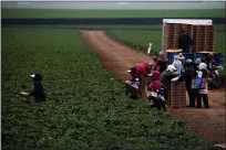  ?? RANDY VAZQUEZ — BAY AREA NEWS GROUP ?? Farmworker­s pick strawberri­es in Moss Landings earlier this year.