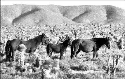  ?? STEVE MARCUS (2019) ?? A bill being considered by a Nevada Senate committee would designate the wild mustang as the official Nevada state equine. Here, three mustangs roam the desert near Cold Creek.