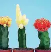 ?? [THINKSTOCK] ?? Learn about growing cactuses and succulents at Will Rogers Exhibition Center.