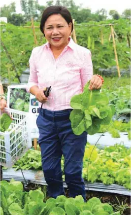  ??  ?? Senator Cynthia Villar leads the Lettuce Harvest Festival at the Villar SIPAG Urban Farm School in Las Piñas City.