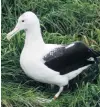  ?? PHOTO: ROYAL ALBATROSS CENTRE ?? For whom the bell tolled . . . Albatross Yellow White Orange.